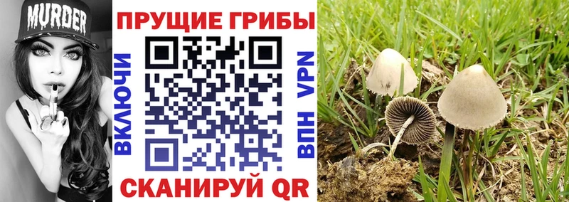 Галлюциногенные грибы Cubensis Гаврилов-Ям